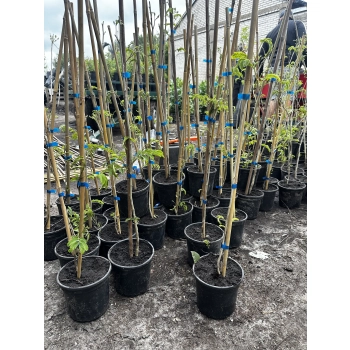 ALBICJA JEDWABISTA na pniu perskie drzewko - sadzonki 50 / 80 cm